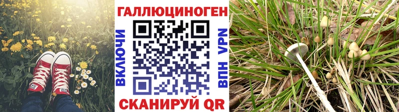 дарнет шоп  Светлогорск  Галлюциногенные грибы прущие грибы 